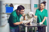 Un vétérinaire et son assistante examinent un chien avec un stéthoscope