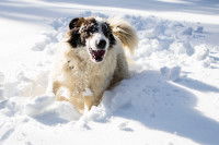 Un chien de berger s'amuse dans la neige