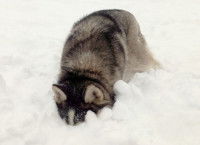 Un jeune Husky avec le nez enfoncé dans la neige