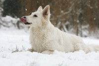 Un Berger Blanc Suisse lèche les flocons de neige sur son nez