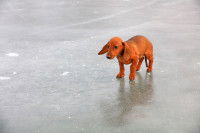 Un jeune chien Teckel tente de marcher sur du verglas
