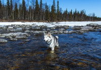 Un chien Husky se baigne dans un lac de montagne en hiver
