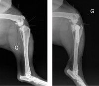 Radio des pattes arrières d'un chien
