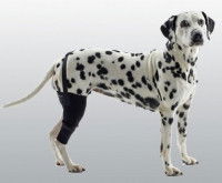 Dalmatien se tenant debout avec une attelle à la patte arrière droite