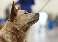 Un chien contemplant son maître