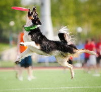 Chien sautant dans les airs et attrapant un frisbee
