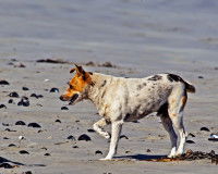 Un chien boitant à la plage