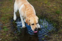 Un Labrador boit de l'eau croupie