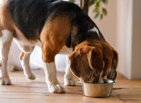Un chien Beagle mange dans sa gamelle