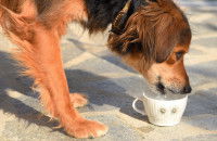 Un chien boit de l'eau dans une tasse