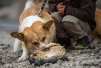 Un Corgi renifle un poisson mort sur une plage