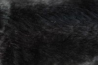 Pelage d'un chien noir avec des pellicules