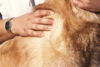 Les types de séborrhées chez le chien