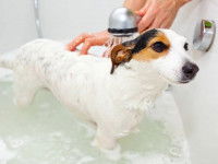 Le traitement de la séborrhée secondaire