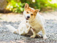 Les risques de la séborrhée chez le chien