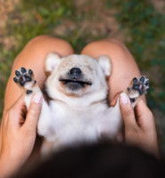 Les bienfaits du shiatsu pour les chiens