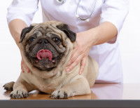 Les spécificités du shiatsu