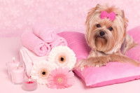 Le métier de shiatsuki canin