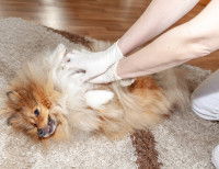 Le déroulement d’une séance avec un shiatsuki canin