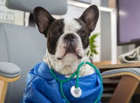Un chien avec un stéthoscope