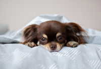 Un chihuahua malade allongé dans un lit