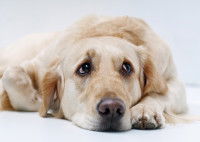 Un Golden Retriever malade