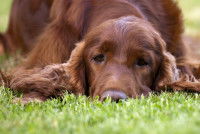 Un Setter Irlandais malade allongé dans l'herbe