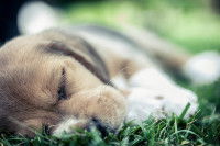 Un chiot malade allongé dans l'herbe