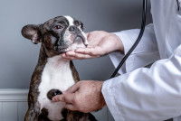Un vétérinaire écoute le coeur d'un chien