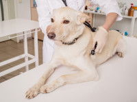 Une femme écoute le coeur d'un chien