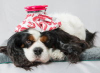Un chien malade