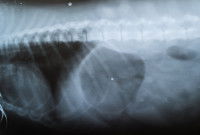 Radiographie du thorax d'un chien vu aux rayons X