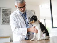 Un vétérinaire ausculte un chien avec un stéthoscope