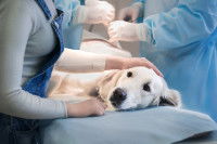 Un chien sur la table d'opération chez un vétérinaire