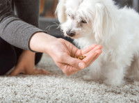 Une femme donne des croquettes spéciales à son chien malade