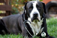 Un chien noir et blanc avec un stéthoscope autour du cou