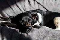L'arthrose du chien, une affection difficilement soignable
