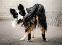 Un Border Collie en train de mordre sa queue