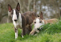 Deux chiots Bull Terriers dans l'herbe