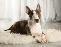Un Bull Terrier miniature allongé sur un tapis dans le salon