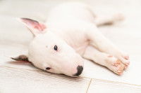 Un chiot Bull Terrier est allongé sur le parquet