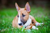 Un jeune Bull Terrier est allongé dans l'herbe d'un jardin