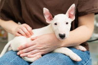 Une femme tient un Bull Terrier miniature sur ses genoux