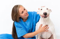 Une femme vétérinaire assise à côté d'un Bull Terrier