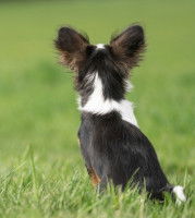 Un chien noir et blanc de dos dans l'herbe