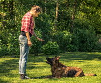 Une femme tente d'éduquer son Berger Allemand dans un parc