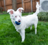 Un chien blanc et sourd tient une balle dans sa gueule