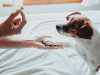 Une femme éduque son Fox Terrier sourd avec une friandise