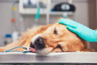 Un Golden Retriever malade allongé sur la table d'un vétérinaire
