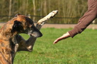 Un chien lévrier sourd donne la patte à son maître